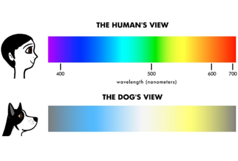 Can Dogs See Colour? | Colourchat
