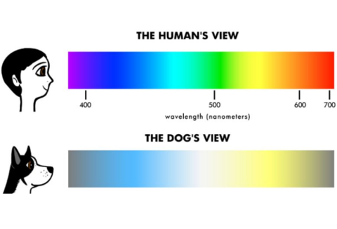 can dogs see colors